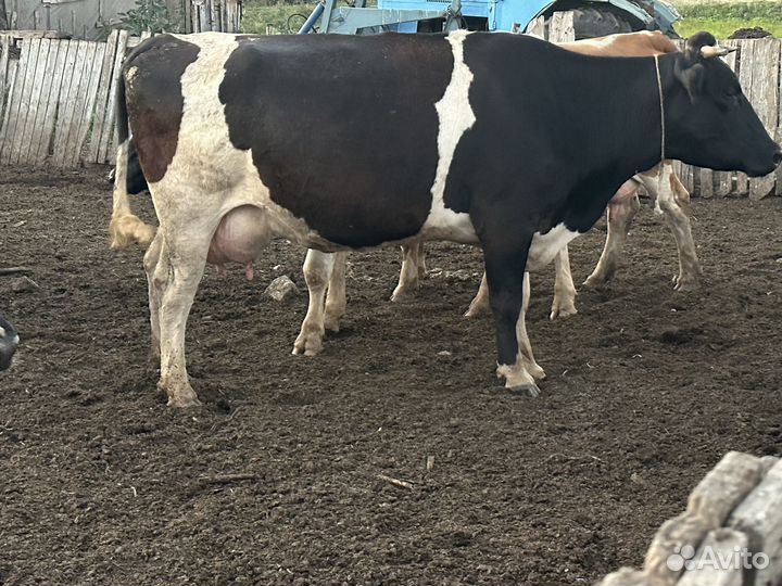 Корова дойные