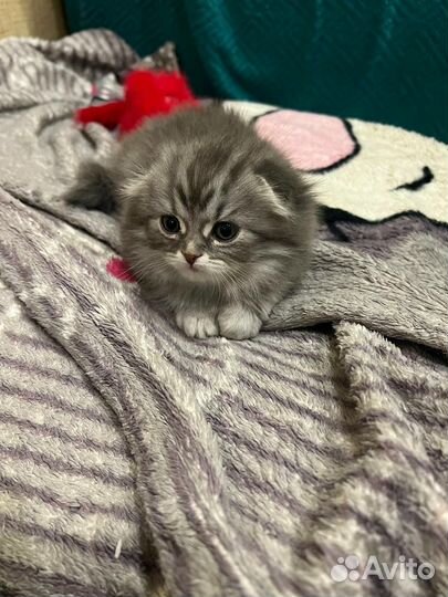 Шотландский вислоухий котёнок