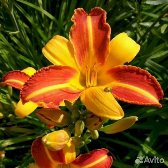 Лилейники Франс Халс