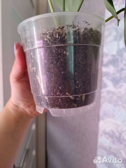 Антуриум кларинервиум