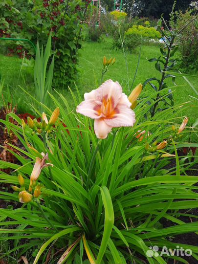 Лилейники сортовые