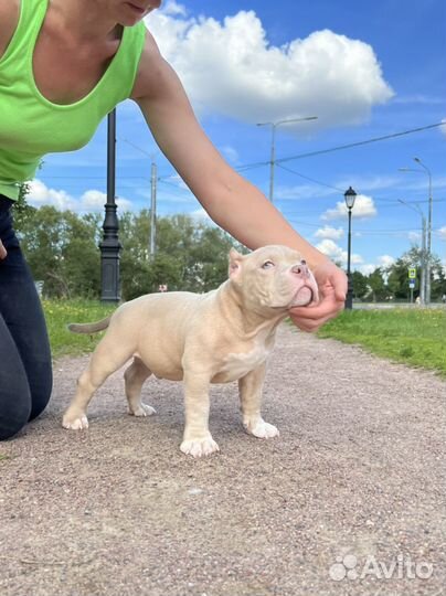 Американские булли лиловые мальчики покеты