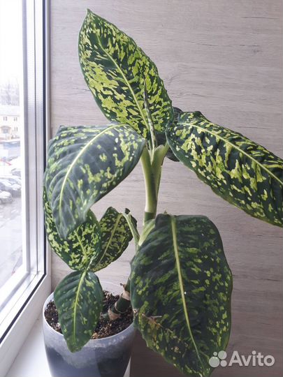 Диффенбахия Рефлектор