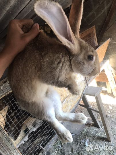 Индюки хайбрид конвертер на мясо