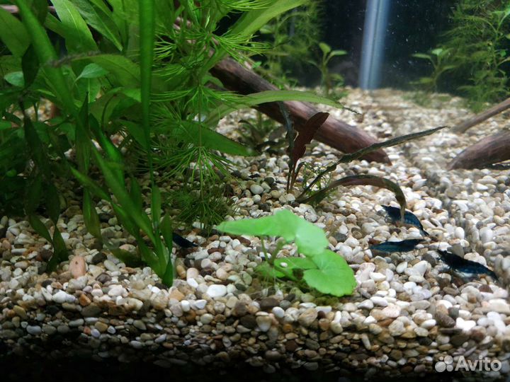 Аквариумные рыбки