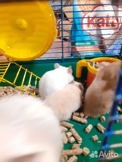 Сирийский хомяк бесплатно