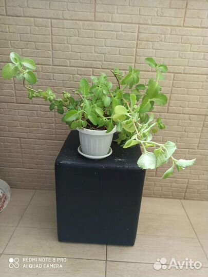Кактус