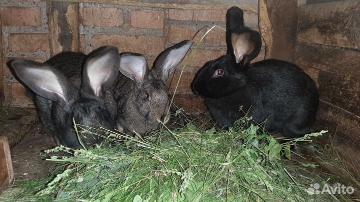 Продам кроликов
