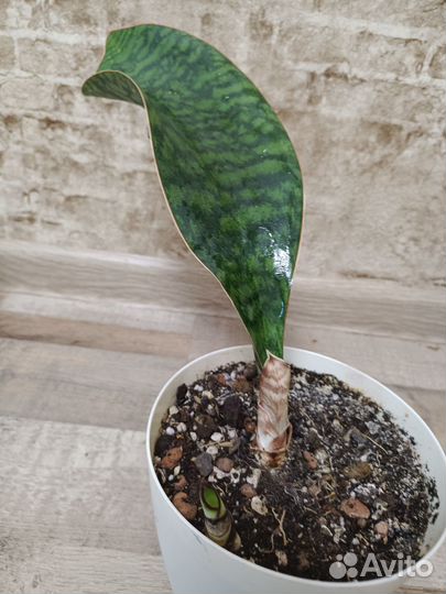 Сансевиерия масониана Виктория