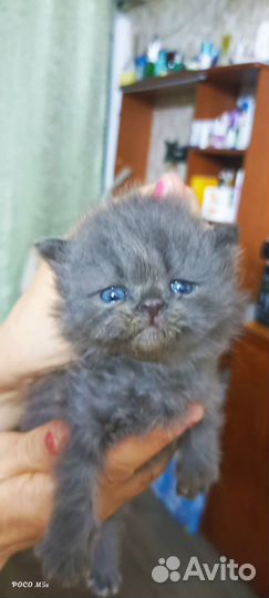 Флеппинги Котята