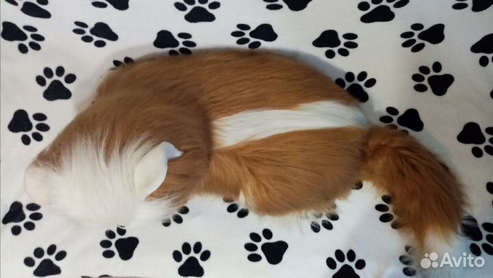 Гигантский кот для фотостудии