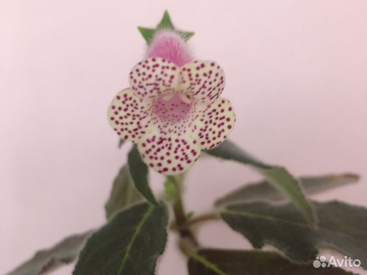 Колерия J F’s Soli