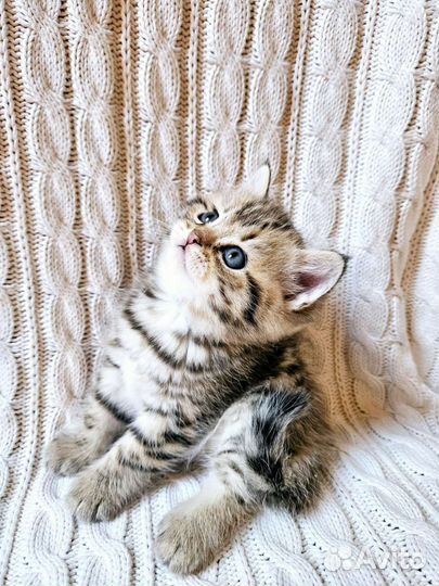 Шотландский котёнок мальчик ny 24 окраса