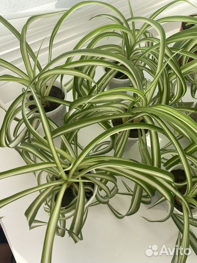 Хлорофитум кудрявый