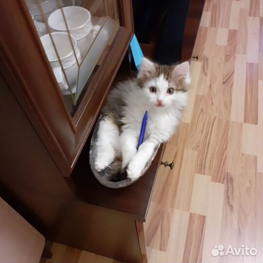 Передержка животных на время отпуска