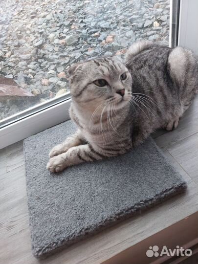 Кот Оскар в добрые руки