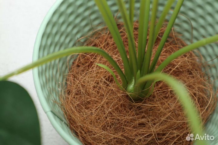 Монстера искусственная