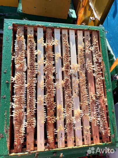 Мёд от пасечников. Мёд подсолнечный