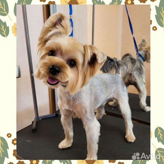 Стрижка собак и кошек в Самаре. Груминг