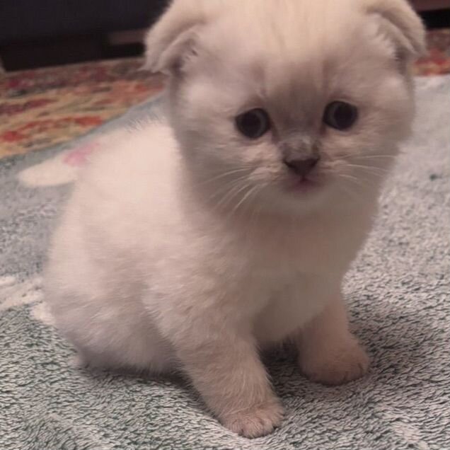 Шотландский вислоухий короткошёрстный котёнок