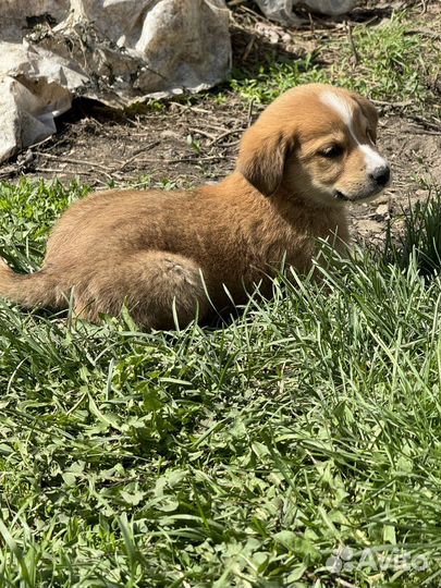 Щенки в добрые руки