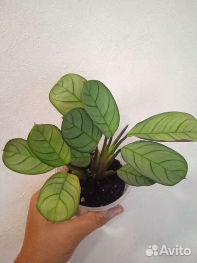 Строманта мультиколор, калатеи