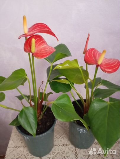 Антуриум т.бордовый,Нолина,строманта Талия