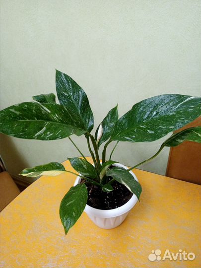 Спатифиллум Домино