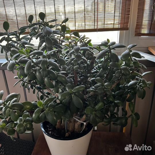 Домашние цветы