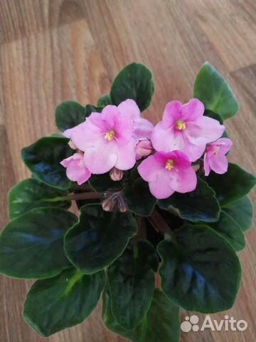 Цветущие фиалки