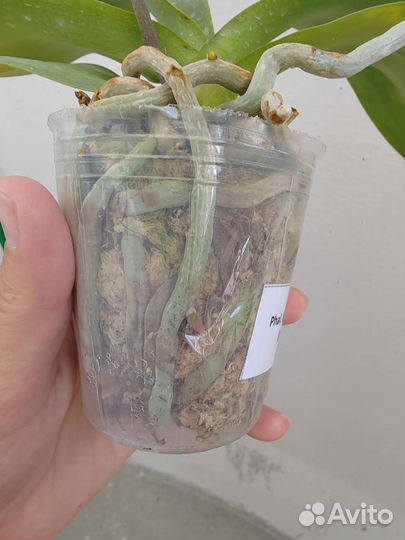 Орхидея фаленопсис Мадонна