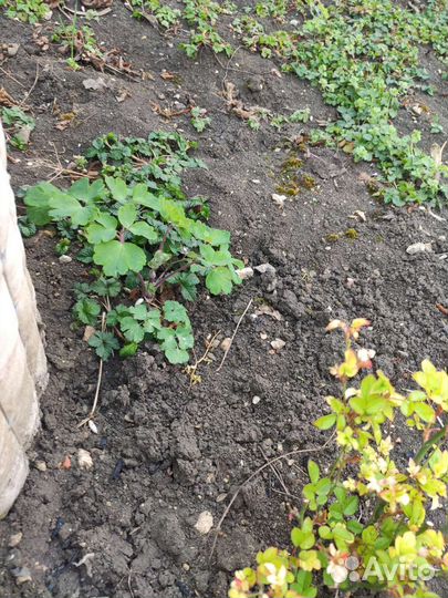 Аквилегия (Водосборник)