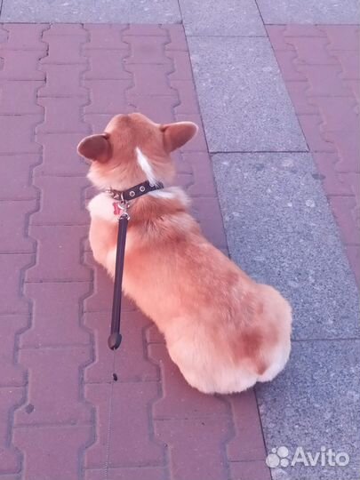 Вязка вельш корги пемброк