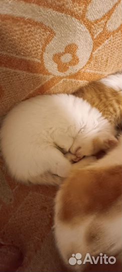Котятки в добрые руки