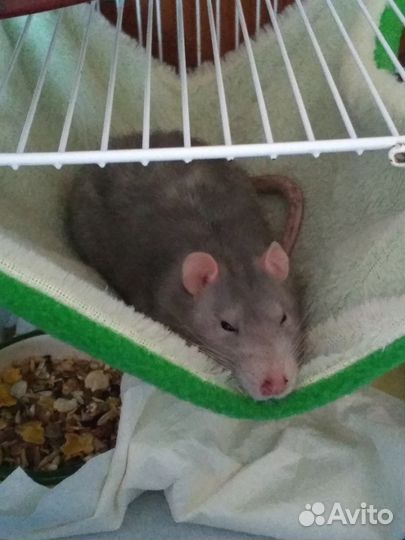 Передержка животных