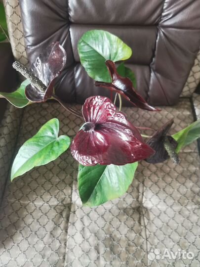 Антуриум черный дракон