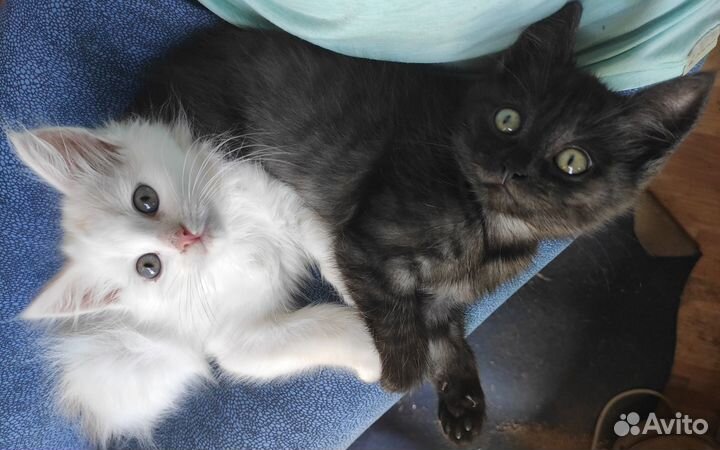 Котята Инь и Янь ищут семью