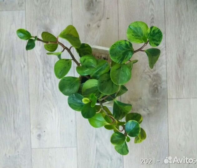 Цветы комнатные зомиакулькас,фикус,примулы