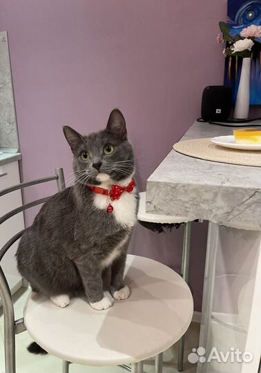 Отдам кота в добрые руки