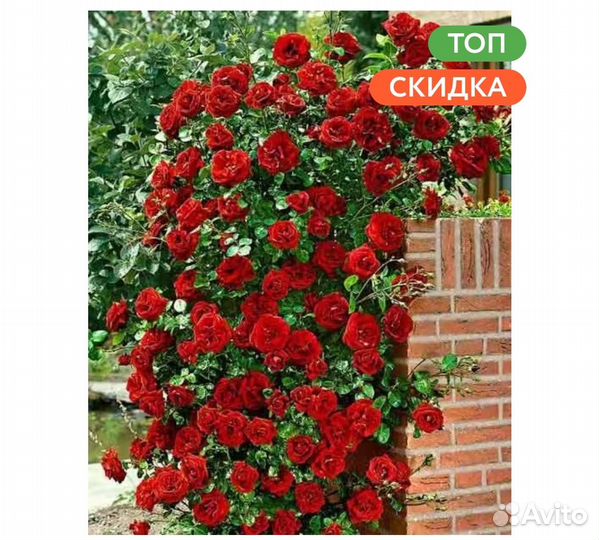 Роза плетистая красная с горшком