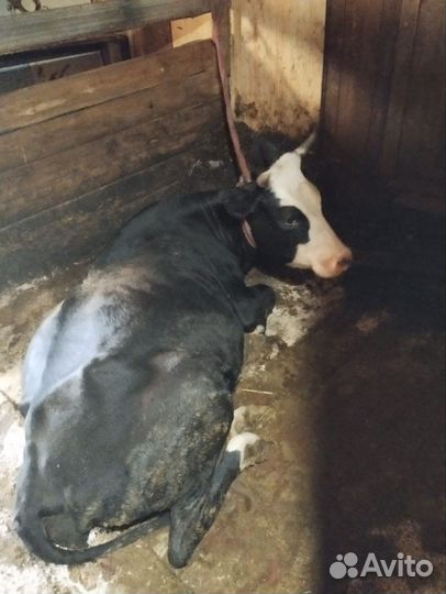 Корова дойная с теленком