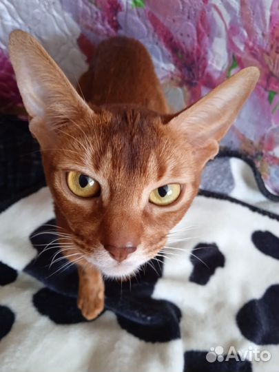 Абиссинская и Тайская