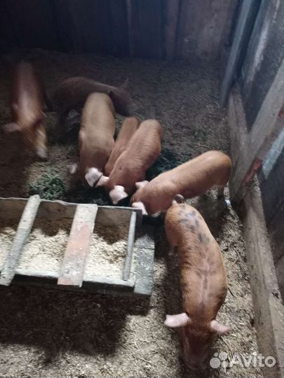 Поросята породы дюрок