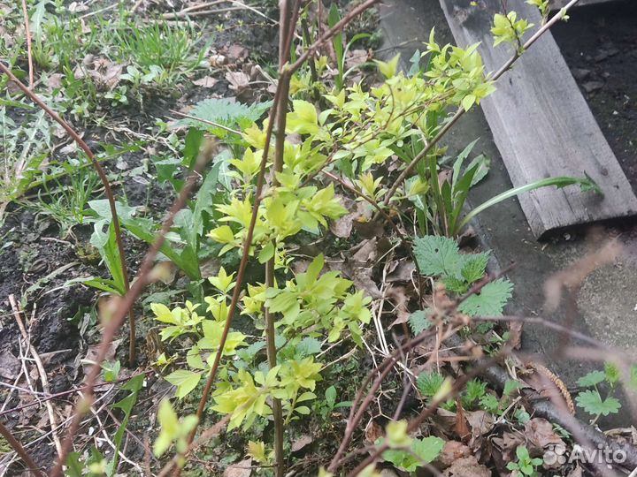 Спирея розовая