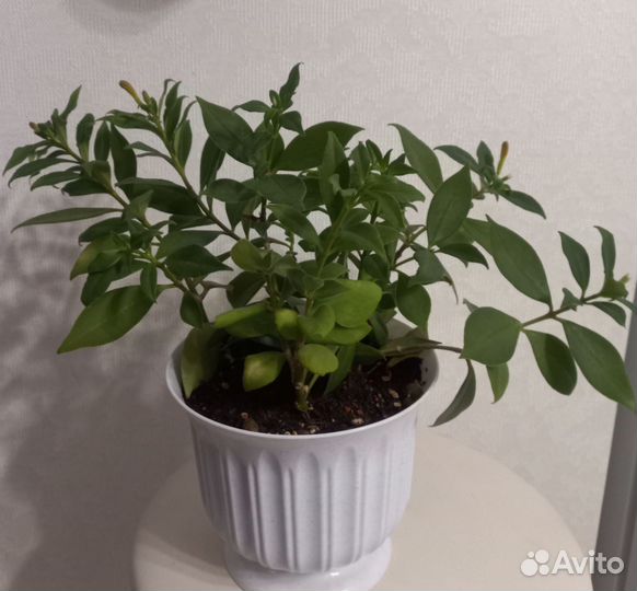 Эсхинантус жар птица