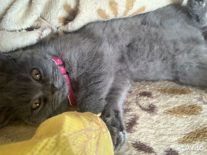 Кошки в добрые руки бесплатно