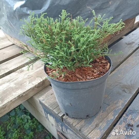 Туя западная / Мистер Боулинг Болл