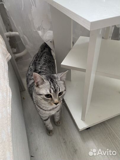 Отдам в добрые руки