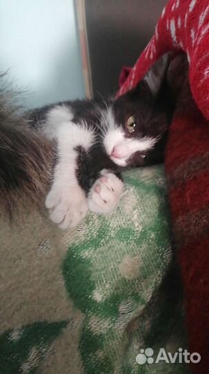 Маленькая Кнопка