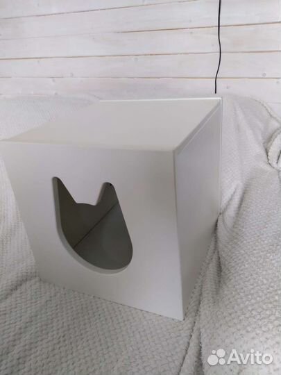 Домашние животные кошки